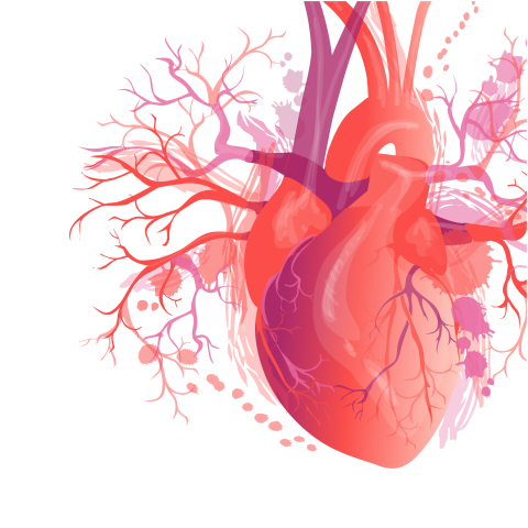 сердце Монтажная область 1